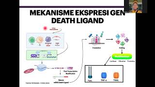 Apoptosis via Extrinsic Pathway FasL [upl. by Yllime711]