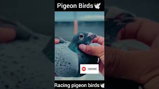 Racing pigeon birds🕊kabootarbazi pigeons pigeonlover racing kabutar viral birds pets [upl. by Rahs]