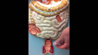 Digestive System Model [upl. by Sirronal]