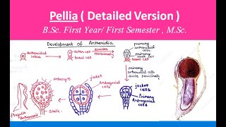 Pellia in Hindi and English Bryophytes  For BSc FIRST YEAR FIRST SEMESTER  ALL ABOUT BIOLOGY [upl. by Sargent]