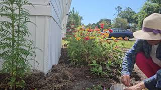 collecting of my zinnia seeds and replanted next year  with relaxing music from YouTube studio [upl. by Nathanael]