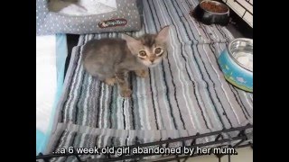 Gracie the Cerebellar Hypoplasia Kitten [upl. by Amber463]