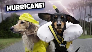 HURRICANE DOGS  Wiener Dogs Prepare for a Storm [upl. by Ecar]