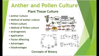 Anther and Pollen culture in Plant Tissue Culture Application Techniques Hindi Urdu Botany [upl. by Ynoyrb]