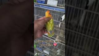 Green opaline split pf opaline  palefellow variety  lovebirds breeding  Lutino opaline lovebird [upl. by Terina]