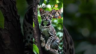 MARGAY FUN FACTanimals shorts fun FACT [upl. by Nossyla625]