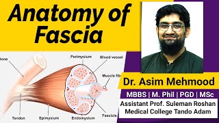 Anatomy of Fascia  Hindi  Urdu [upl. by Quigley]