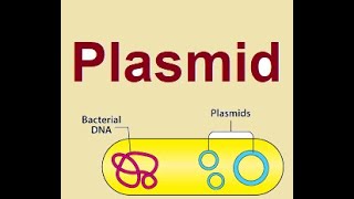 Plasmid structure and functions  2024 [upl. by Arber]