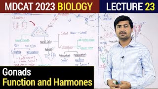 Gonads Function and Hormones  Endocrine System  MDCAT 2023  Biology Class 12 [upl. by Brina]