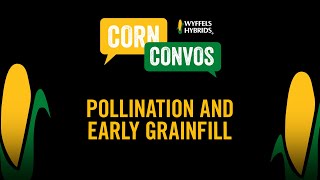 Corn 101  Pollination and Early Grainfill [upl. by Orecul]