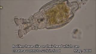 Rotifers under the microscope [upl. by Stockton]