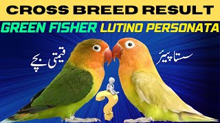 Cross Breeding Green Fischer and Lutino Personata Lovebirds A Comprehensive Discussion NahazAviary [upl. by Eimma382]