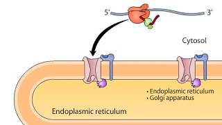 cotranslational targeting of secretory proteins to ER [upl. by Kobe]