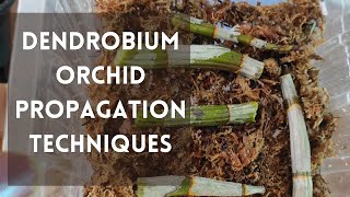 How to propagate dendrobium orchids orchids dendrobiumorchidcare [upl. by Killarney912]