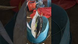 Bagong huli lang po kanina lang trending tuna fish bigtuna yellowfintuna shorts youtubeshort [upl. by Nedloh]