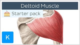 Deltoid Muscle Origin Insertion amp Action  Human Anatomy  Kenhub [upl. by Lane]