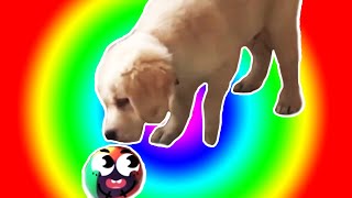 Los PERROS más CHISTOSOS de YOUTUBE 🐶🌟 Vídeos de PERROS GRACIOSOS [upl. by Ateekram]