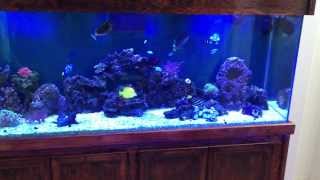 My 180 Gallon Reef Tank Update [upl. by Umberto]