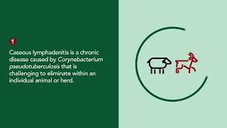 Lymphadenitis of Sheep and Goats  Merck Veterinary Manual [upl. by Acsehcnarf]