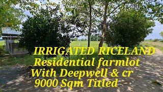 vlog 543 IRRIGATEDRESIDENTIAL FARMLOTRICELAND IN BALUNGAO PANGASINAN 9000 SQM TITLED [upl. by Blumenfeld]