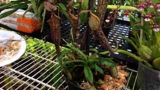 Repotting My Nepenthes Carnivorous Pitcher plant Nepenthes care and culture tips in the greenhouse [upl. by Amity348]