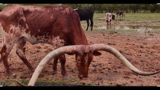 Longhorn Cows Hereford Cows amp Horses [upl. by Yngad808]