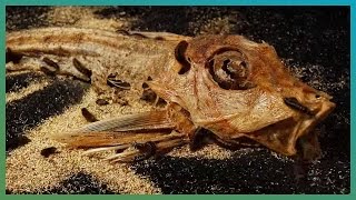 Gross Fish Decomposition TimeLapse  BBC Earth Explore [upl. by Aihsenet]