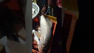 Farakka নদীর রুই মাছ fish fishing fishingvideo [upl. by Fosque]