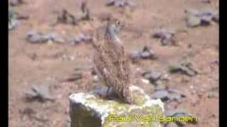 Least Seedsnipe Thinocorus rumicivorus [upl. by Sharai]