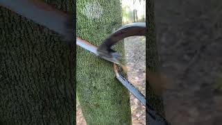 Rubber plant🌳 rubberfarming satisfying woodworking rubberwood rubber rubbertapping saprubber [upl. by Read346]