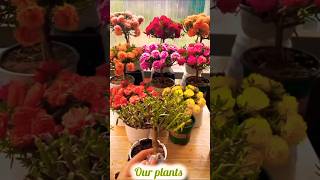 How to make Bonsai tree in Moss Rose Plant shorts plants flowers [upl. by Antipus828]