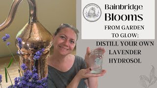 From Garden to Glow Distill Your Own Lavender Hydrosol [upl. by Ulrick730]