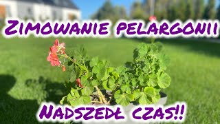 Zimowanie pelargonii  jak przezimować pelargonie [upl. by Atauqal]