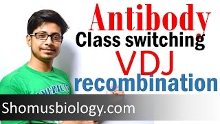 VDJ recombination  antibody class switching [upl. by Argus]