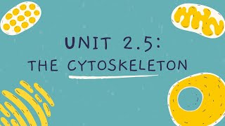 Unit 25 The Cytoskeleton [upl. by Aseela30]