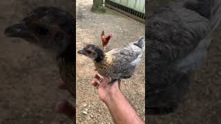 കോഴിക്ക് മരുന്ന് മേടിക്കാൻ പോയപ്പോൾ farmer chicken farming medical [upl. by Ahron879]