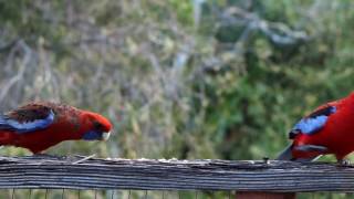 Crimson Rosellas [upl. by Rehpotsrik]