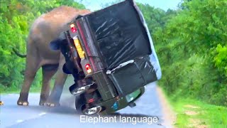 Terrifying Elephant Attack Caught on Camera [upl. by Aretta]