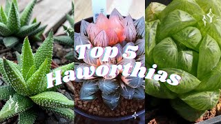 🪴Top 5 Haworthias 🪴🌵 Most beautiful succulents🌹 [upl. by Nivrehs]