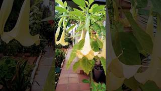 Brugmansia o trompeta de ángeles [upl. by Elram]