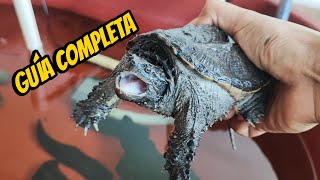 CUIDADOS de la TORTUGA LAGARTO  TODO lo que necesitas saber [upl. by Gillespie]