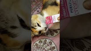 Cat treats video 😺🍬🍡🍫sortvideo viralvideo catfannyvideo cat traits [upl. by Nahsed]