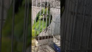 ذكاء ببغاء البلوفرونتد امازون Smart Blue fronted amazon parrot [upl. by Casanova]