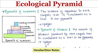 Ecological Pyramid  Handwritten notes [upl. by Loralyn]