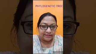 Phylogenetic Tree  biologywithsonali zoology biology viralshorts trending [upl. by Airdnazxela207]