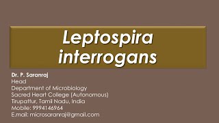 Leptospira interrogans [upl. by Drofub]