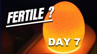 7th day Candling How To Spot Fertile Chicken Eggs In The Incubator [upl. by Idden537]