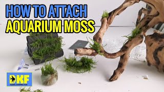 Attaching moss to wood rocks and hard scape in Aquariums [upl. by Welbie]