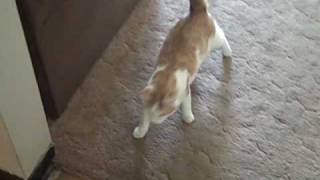 Lumpy a feral cat with cerebellar hypoplasia shows how he walks [upl. by Kaylil]