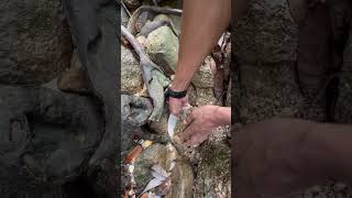 I found gold stuck in the roots of a tree😱😱💰 really fun fyp video shorts [upl. by Brod588]